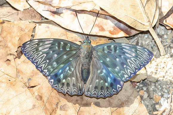 Dichorragia nesimachus-5544