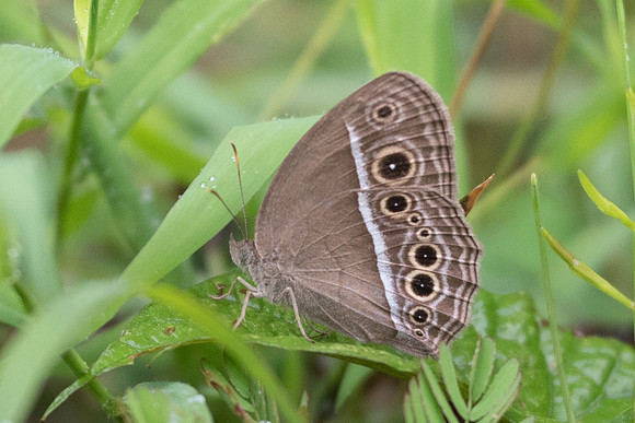 Mycalesis intermedia-7009 -Khao Phanom Bencha National Park - 27/11/23