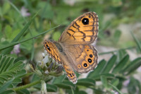 Lassiomata megera-0210
