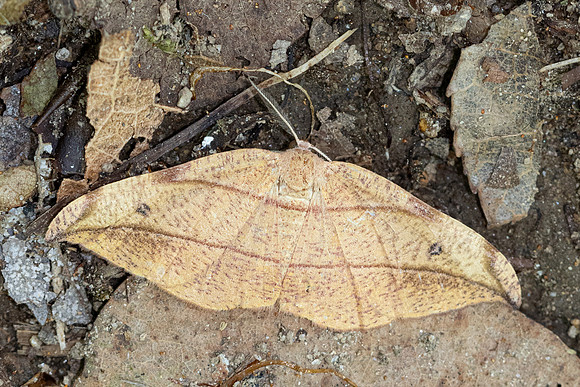 Hypochrosis amaurospila-4861 - Doi Inthanon - 23/03/24
