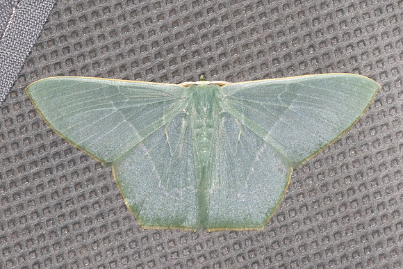 Thalassodes immissaria-4653 - Doi Inthanon - 25/03/25
