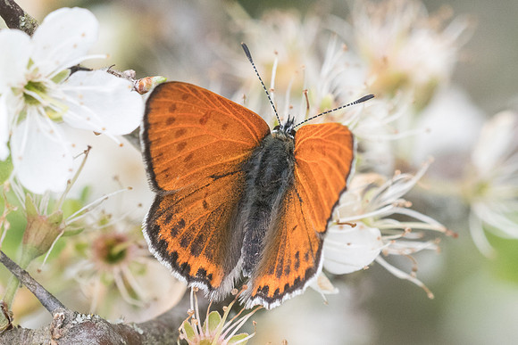 Lycaena thersamon-0569