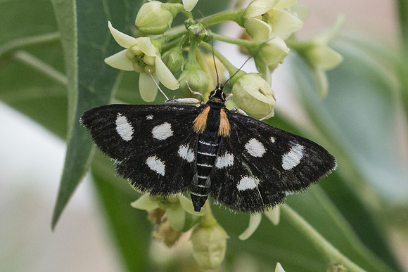 Anania funebris-4199 - Rimplas - 25/06/21