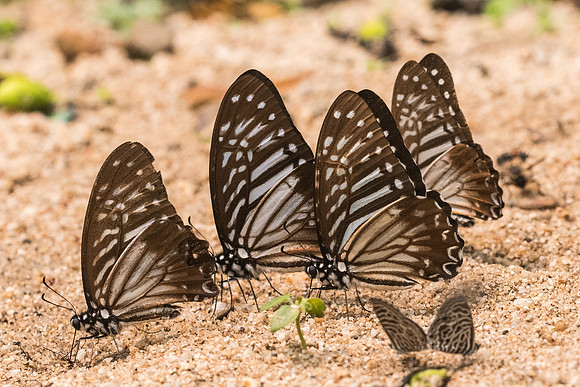 Graphium macareus-4108- Chiang Dao - 12/03/23