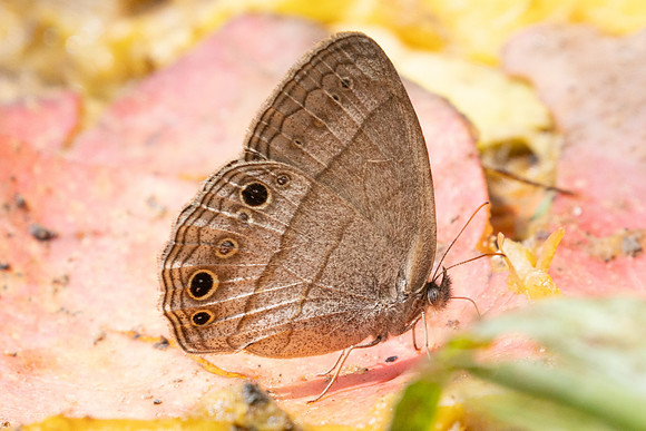 Vareuptychia themis-3488