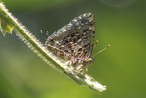 Catapaecilma major emas-9216- Koh Samui - 19/03/23