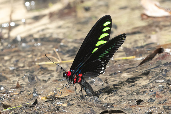 Trogonoptera brookiana-0682