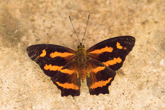 Symbrenthia hypselis cotanda-8540 - Chiang Dao - 14/11/23