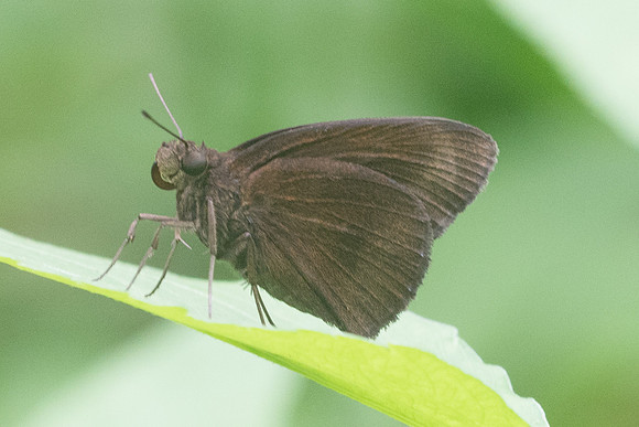 Ancistroides nigrita-4227 - Krabi - 22/11/23