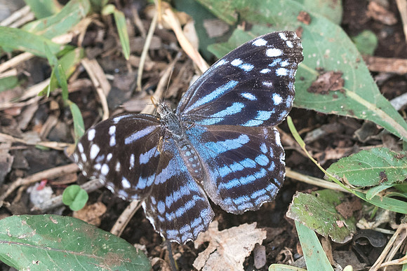 Myscelia ethusa-5835