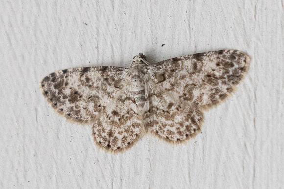 Iridopsis sp-6187