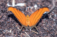 Marpesia petreus-3311