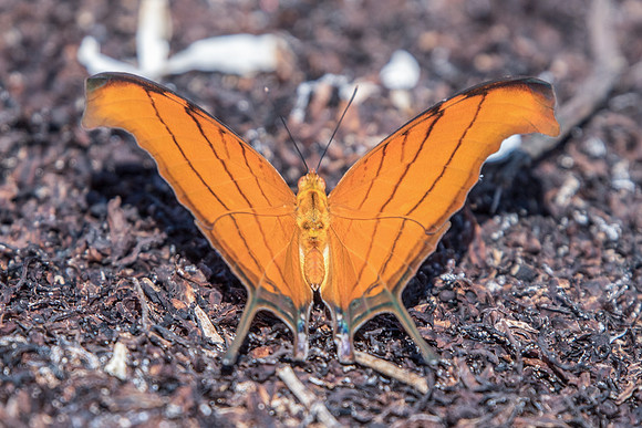 Marpesia petreus-3311