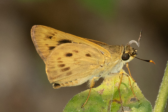 Thoressa masoni-1281