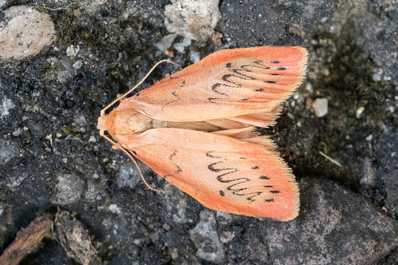 Miltochrista miniata 6995 - Lyons la Forêt - 14/08/22