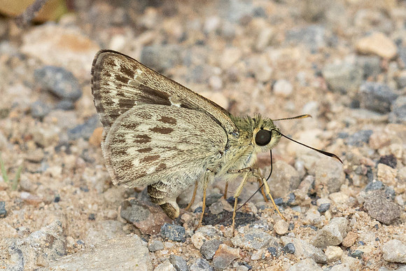 Halpe hauxwelli -1693 - Chiang Dao - 17/03/24
