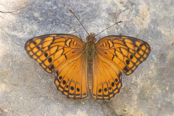 Euptoieta hegesia-0848