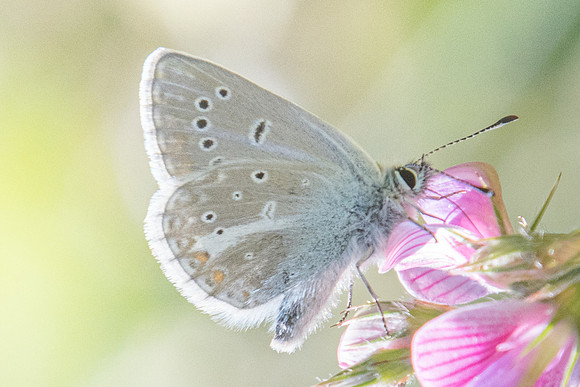 Aricia nicias-9080 - Termignon - 16/07/22