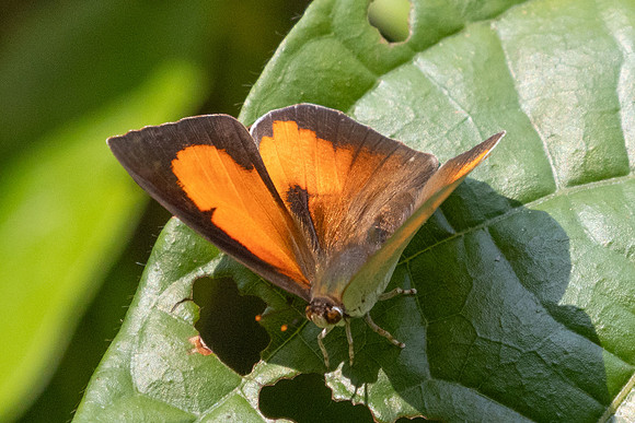 Curetis bulis-2753