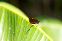 Koruthaialos rubecula-6380 - Doi Suthep - 28/03/25