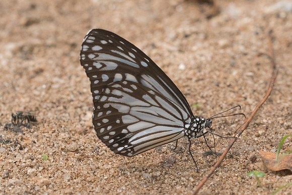 Parantica aglea melanoides-5346 - Chiang Dao  - 11/03/23