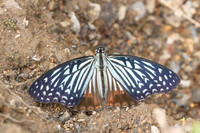 Hestinalis nama-2563 - Chiang dao - 19/03/25