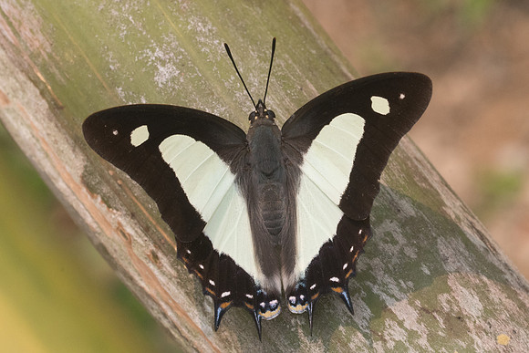 Polyura athamas athamas-3631 - Chiang dao - 12/03/23