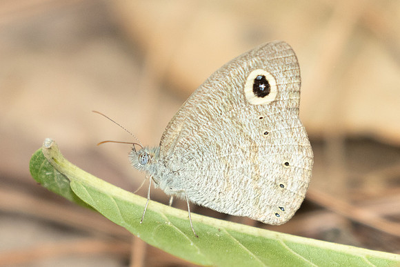 Ypthima dohertyi-2908