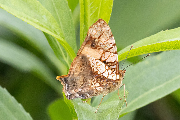 Hypanartia lethe-6075