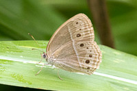 Mycalesis sp-9113