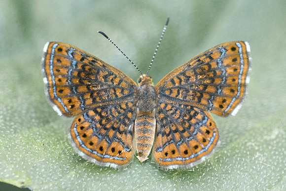 Calephelis sp-3065