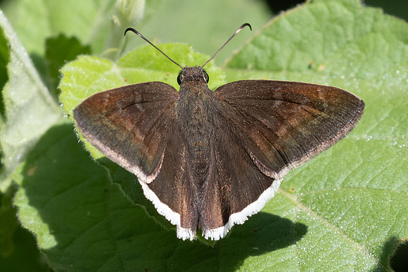 Achalarus toxeus-1475 - Barichara - 8/06/24