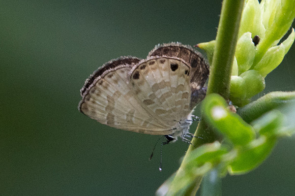 Prosotas lutea sivoka-1278 - Doi-Suthep - 13/11/23