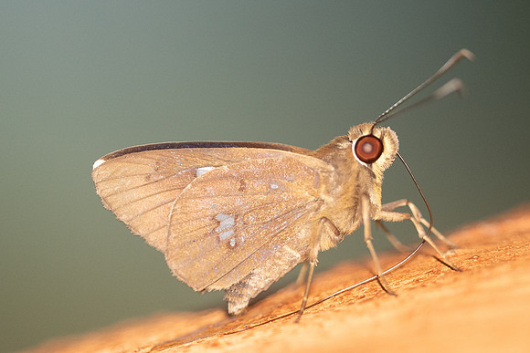 Carystoides basoche--9912