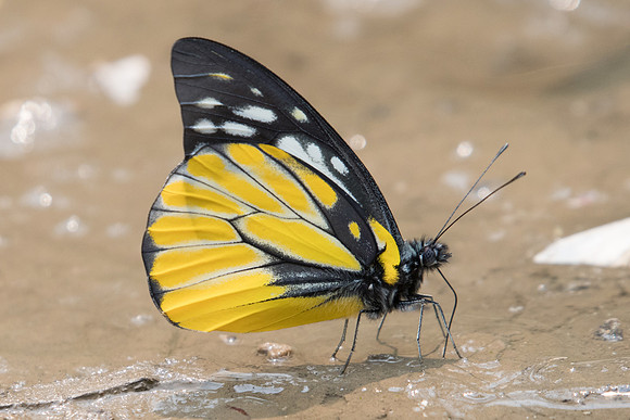 Prioneris thestylis-1565- Chiang Dao  - 11/03/23