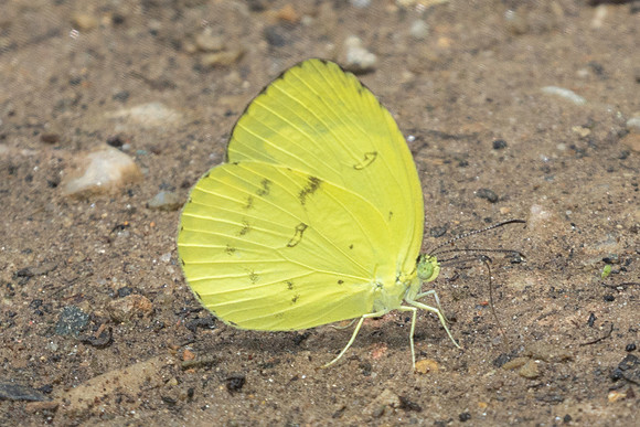 Eurema andersoni-9251