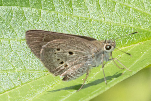 Suastus gremius-9627