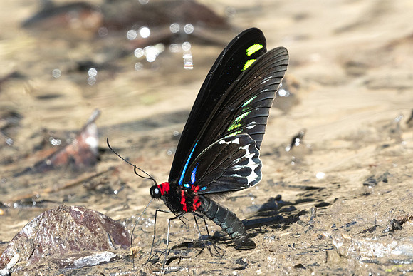 Trogonoptera brookiana-0659