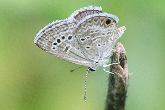 Hemiargus isola-2302