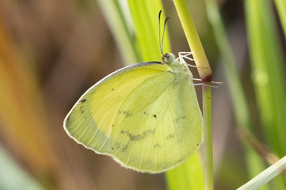 Eurema phiale-5119 - Jardin - 14/06/24