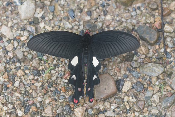 Byasa dasarada barata- Chiang Dao - 14/11/23 - 1450