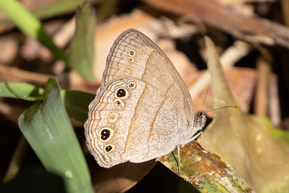 Vareuptychia themis-4343 - Barichara - 10/06/24