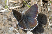 Eumedonia eumedon-1386