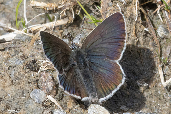 Eumedonia eumedon-1386