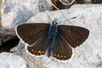 Aricia artaxerxes ssp allous-9989 - Parmelan - 18/08/26