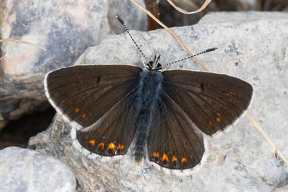 Aricia artaxerxes ssp allous-9989 - Parmelan - 18/08/26