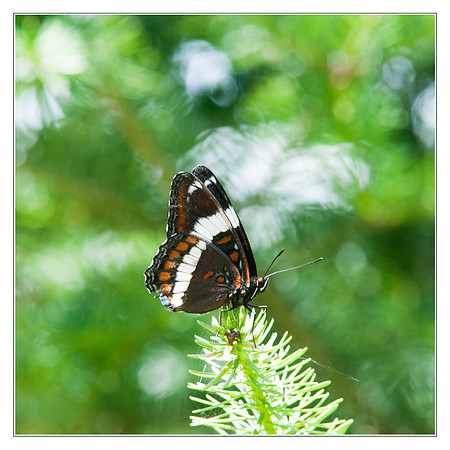 Butterfly Canada 5-tile