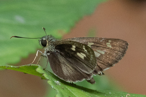Halpe hauxwelli-1741 - Chiang Dao - 17/03/24