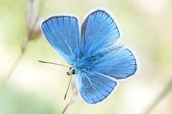 Polyommatus dorylas ♂-0338 - Gréolières les neiges - 27/06/20
