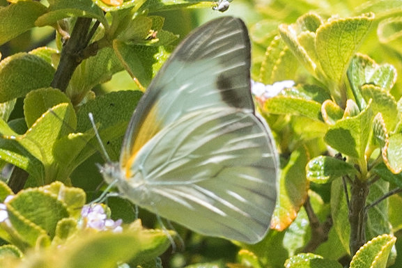 Appias drusilla-2853